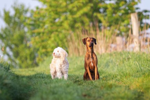 Akupunktur für Tiere