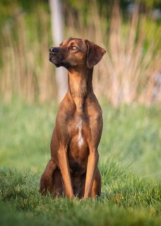 Akupunktur für Tiere