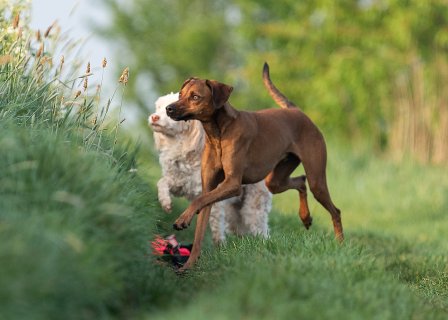 Akupunktur für Tiere