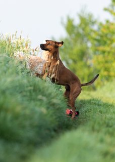 Akupunktur für Tiere