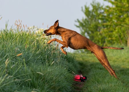 Akupunktur für Tiere