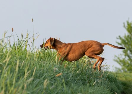 Akupunktur für Tiere