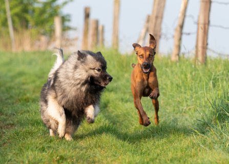 Akupunktur für Tiere