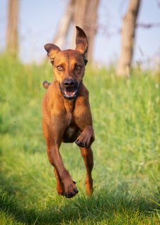 Akupunktur für Tiere