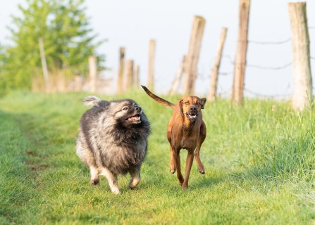 Akupunktur für Tiere