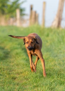 Akupunktur für Tiere