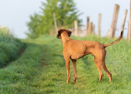 Akupunktur für Tiere