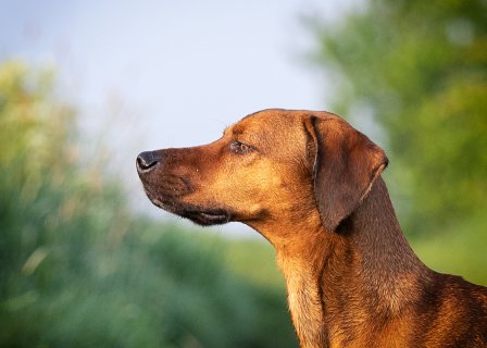 Akupunktur für Tiere