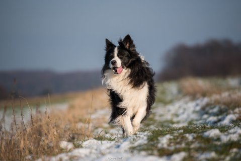 Tierphysiotherapie Odenwald