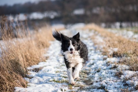 Tierphysiotherapie Odenwald