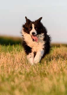 Tierphysiotherapie Odenwald