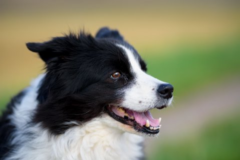 Tierphysiotherapie Odenwald