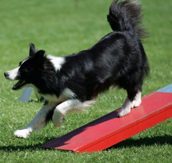 Tierphysiotherapie Odenwald