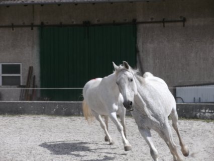 Tuina für Tiere