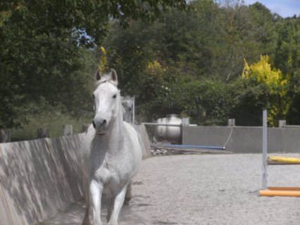 Tuina für Tiere